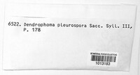 Dinemasporium pleurospora image